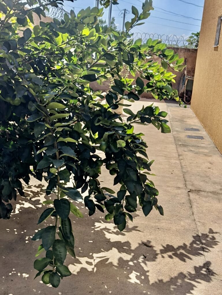 06E3279A-5B2D-45BE-9BB4-CBC0552B2776